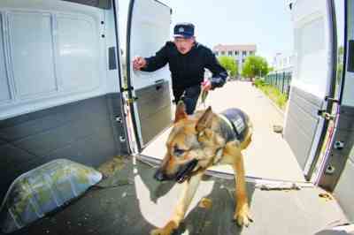 训犬员带领警犬登上警车执行任务。
